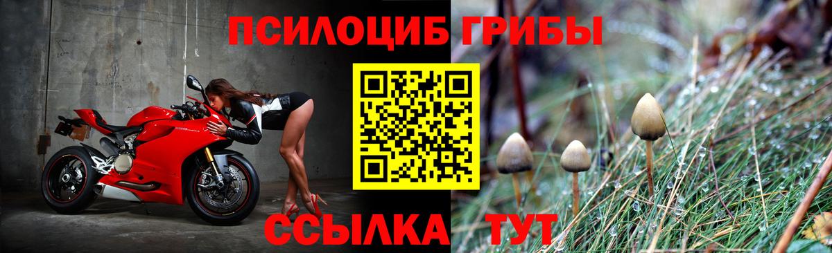 Псилоцибиновые грибы Cubensis Мичуринск
